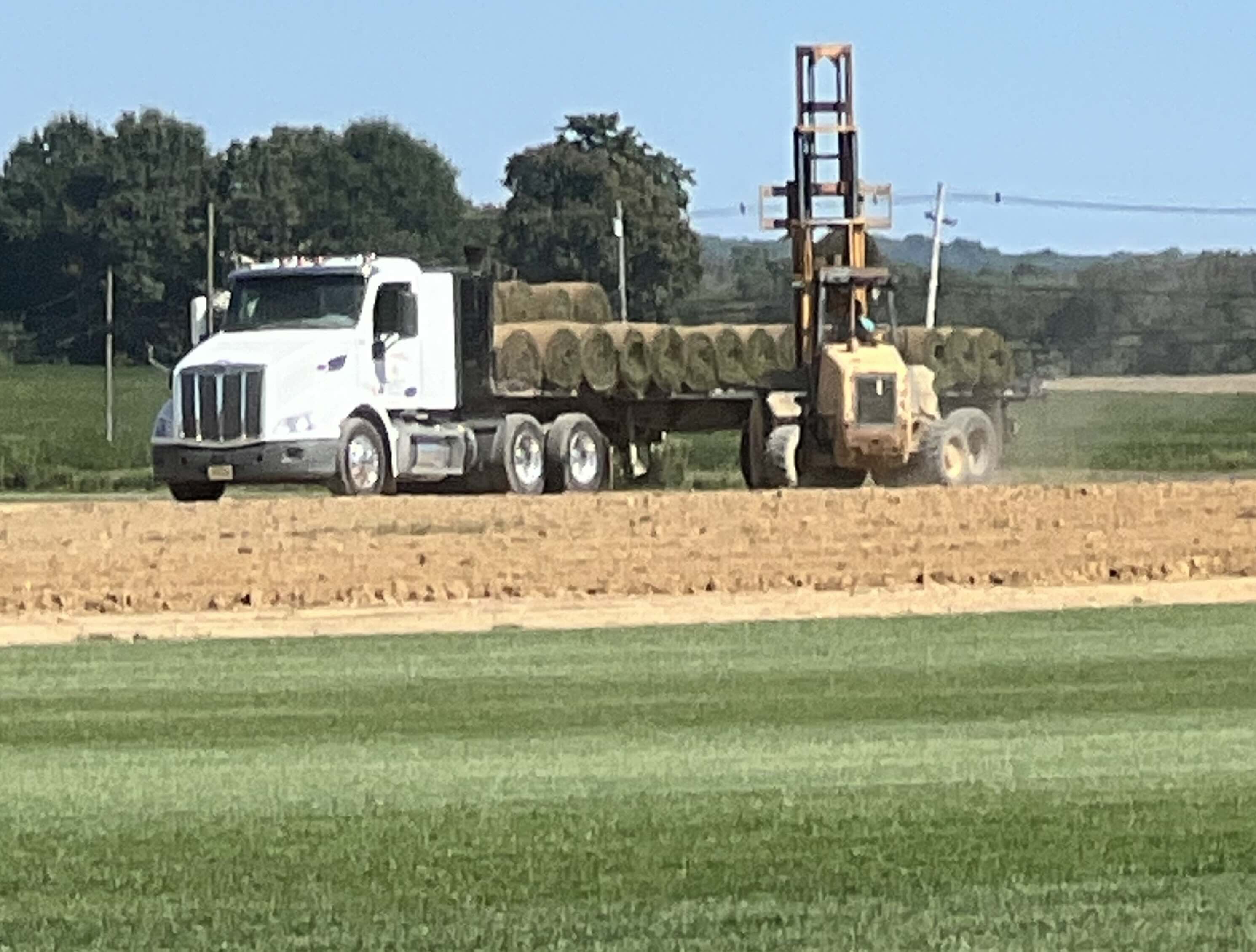 Beautiful mature green lawn after sod installation